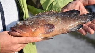 Nesli tükenme tehlikesi altında! Orfoz Karadeniz'de görüldü