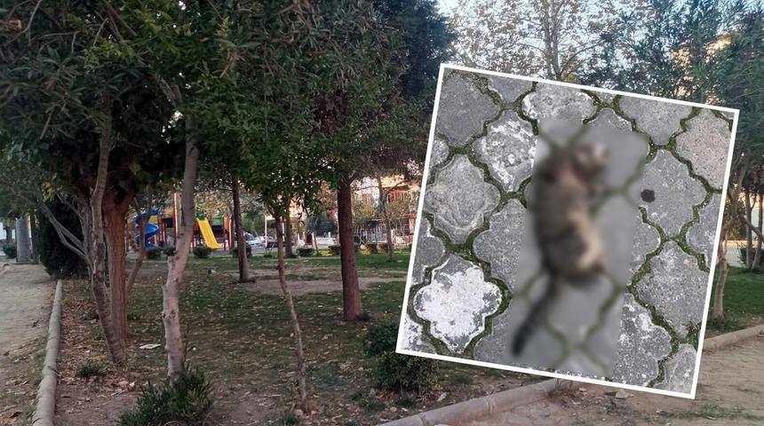 Seri kedi katili her yerde aranıyor! "Maalesef sonu gelmiyor"