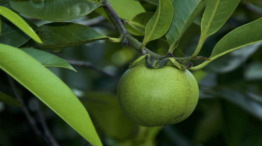 Dünyanın en ölümcül ağacı! Dumanını solumak kör edebilir, dalları altında durmak bile öldürebilir