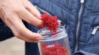 Osmanlı'da tıpta kullanılıyordu! Türkiye'nin her yerinden istiyorlar: Yetişemiyorum