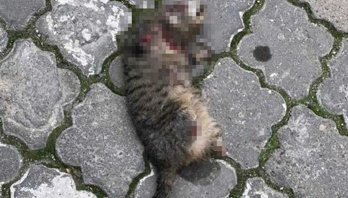 Vahşetin sonu gelmiyor! Manisa'daki 'seri kedi katili' için özel ekip kuruldu