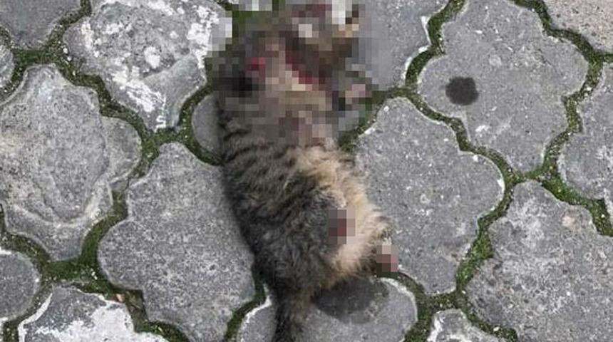 Vahşetin sonu gelmiyor! Manisa'daki 'seri kedi katili' için özel ekip kuruldu