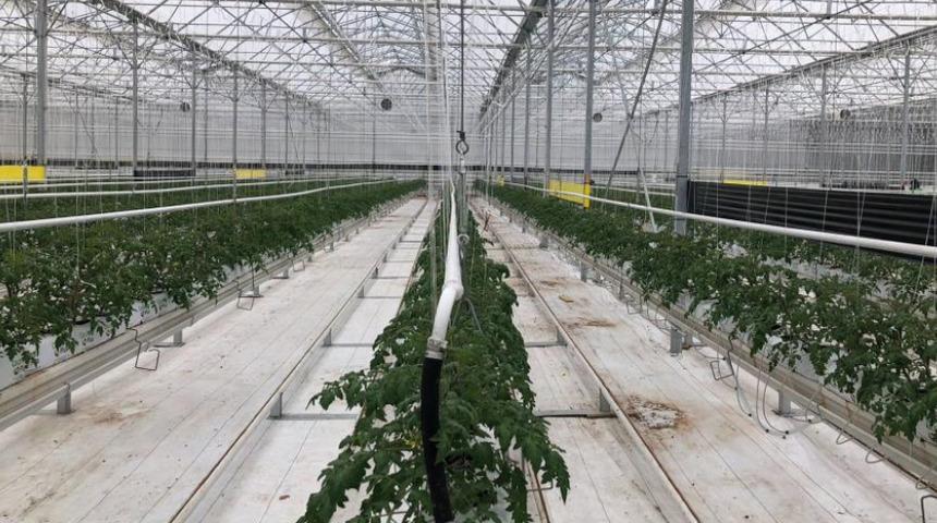 Toprakta değil, hindistan cevizi kabuğunda yetişiyor! 41 dönüm arazide dünyaya ihraç ediyor