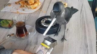 Bursa'da masa masa dolaşan sigara tiryakisi kargayı görenler şaşırıyor