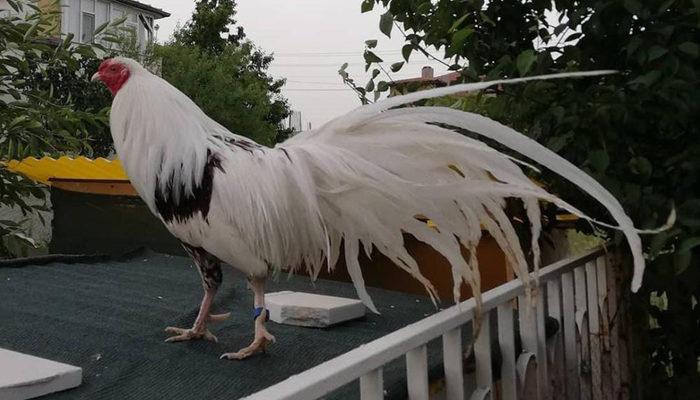 Değeri 2 bin lira! Çalınan horozu için sosyal medyadan ilan verdi