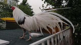 Değeri 2 bin lira! Çalınan horozu için sosyal medyadan ilan verdi