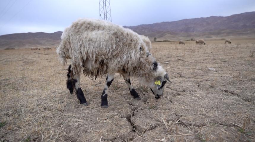 Susuz yaz: Türkiye'nin doğusunda çiftçilik ve hayvancılık bitiyor mu?