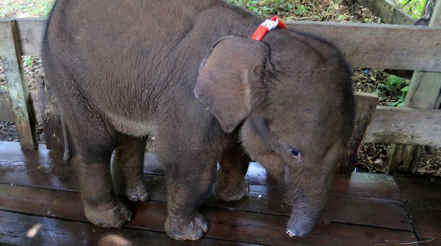 Hortumunu kesip tuzak kurmuşlardı! Yavru fil enfeksiyona yenik düştü