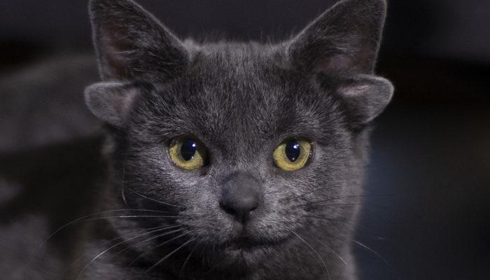 Dört kulaklı kedi Midas'a yoğun ilgi! Takipçisi 75 bini geçti