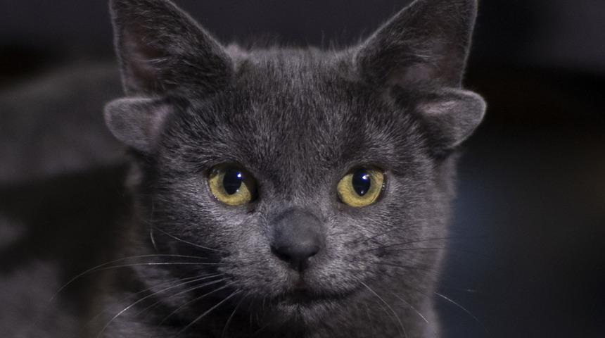 D&ouml;rt kulaklı kedi Midas'a yoğun ilgi! Takip&ccedil;isi 75 bini ge&ccedil;ti