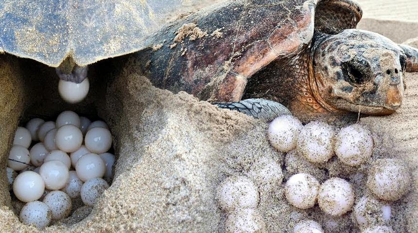 Caretta carettalarla ilgili endişelendiren açıklama! "Sıcaklıklar 1 derece artarsa dünyaya dişi gelecekler"