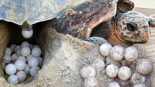 Caretta carettalarla ilgili endişelendiren açıklama! Sıcaklıklar 1 derece artarsa dünyaya dişi gelecekler