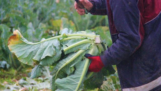 Dairelerini satıp bütün paralarını buna yatırdılar: Yağmur, çamur demiyoruz