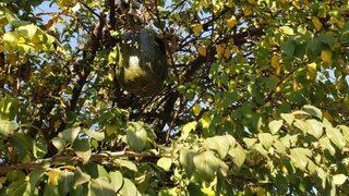 Görenler gözlerine inanamadı! 10 kiloluk kabak ağaçta yetişti