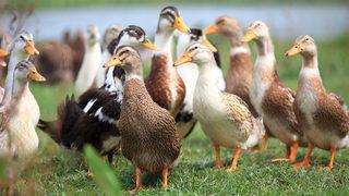 Güney Kore’de kuş gribi alarmı: 24 bin ördek itlaf edilecek