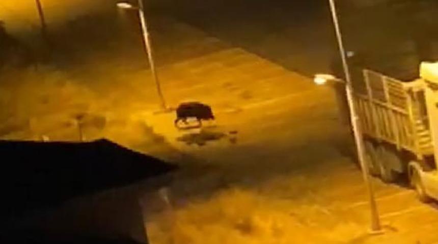 Aç kalan domuzlar kent merkezine indi