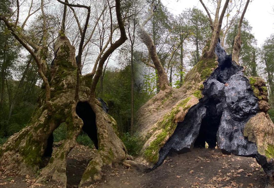 Bizans'tan beri orada! Tarihin tanığı İstanbul'un en yaşlı ağacı yıllara meydan okuyor