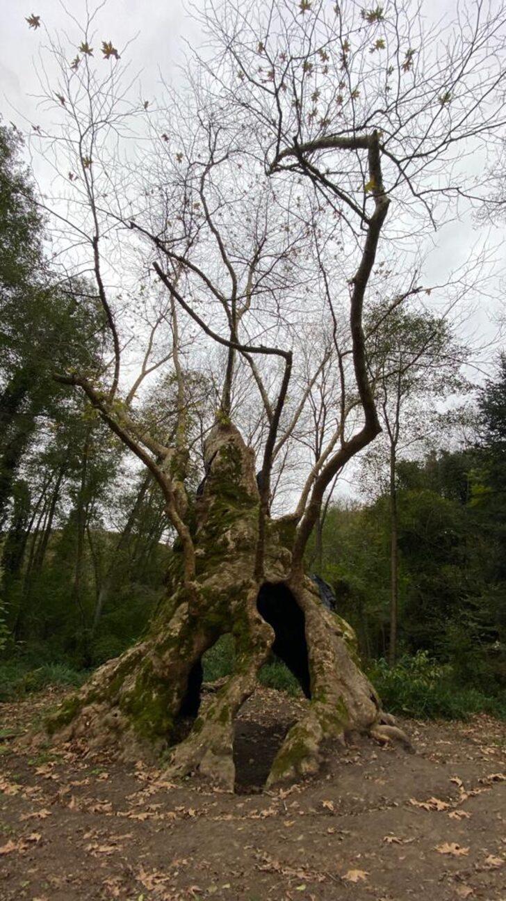 Bizans'tan beri orada! Tarihin tanığı İstanbul'un en yaşlı ağacı yıllara meydan okuyor G3