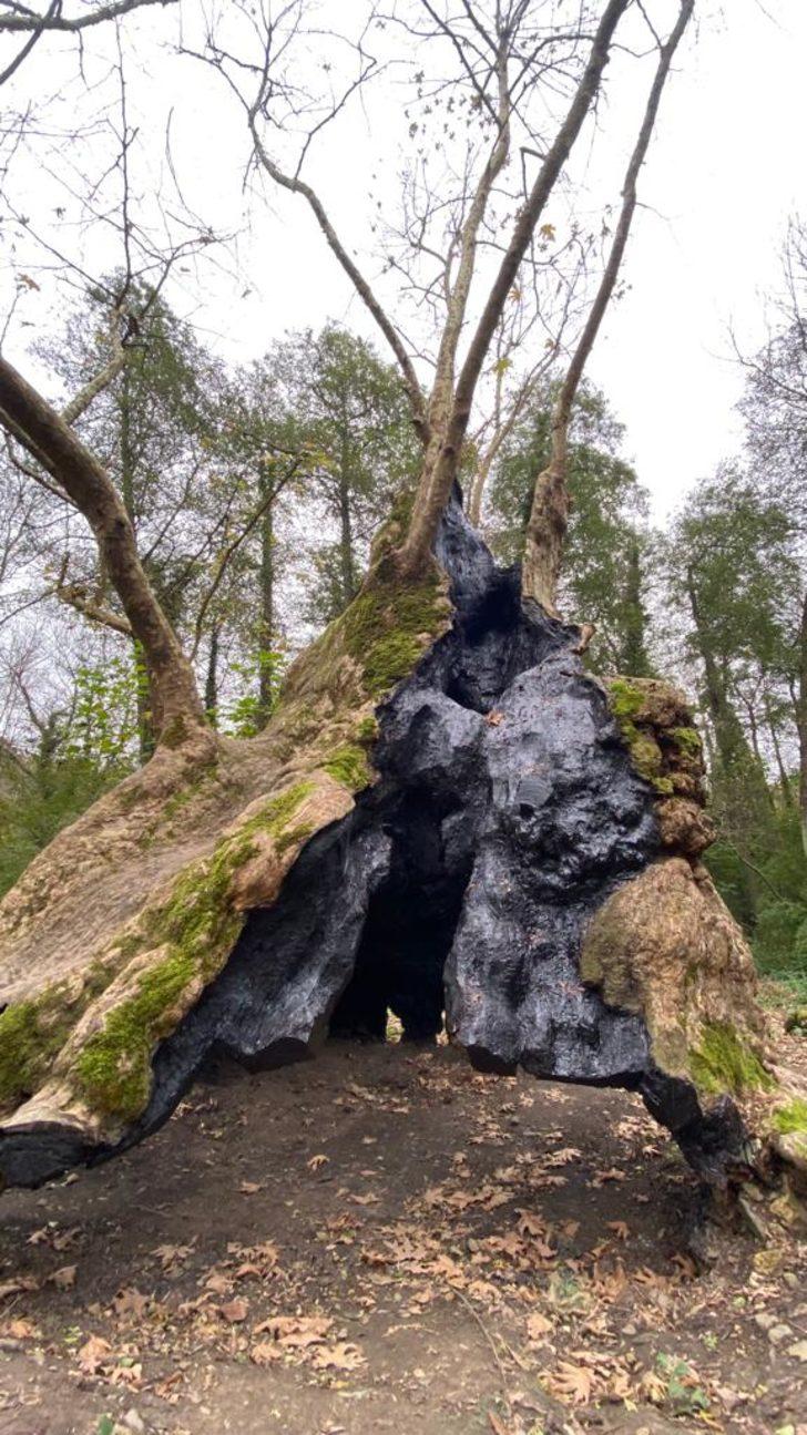 Bizans'tan beri orada! Tarihin tanığı İstanbul'un en yaşlı ağacı yıllara meydan okuyor G4