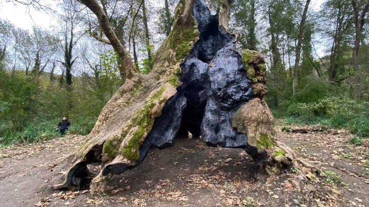 Bizans'tan beri orada! Tarihin tanığı İstanbul'un en yaşlı ağacı yıllara meydan okuyor G2