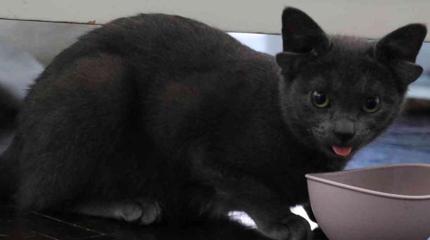 Türkiye'nin en meşhur kedisinin başı sosyal medyayla dertte