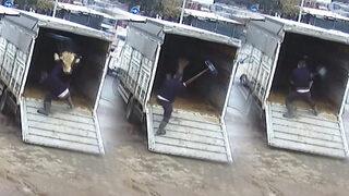 Saniye saniye görüntülendi: Fırçayı görünce üzerine atlıyor