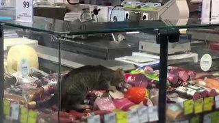 Sosyal medya bu görüntüyü konuşuyor! Reyona giren kedi kavurmayı yedi