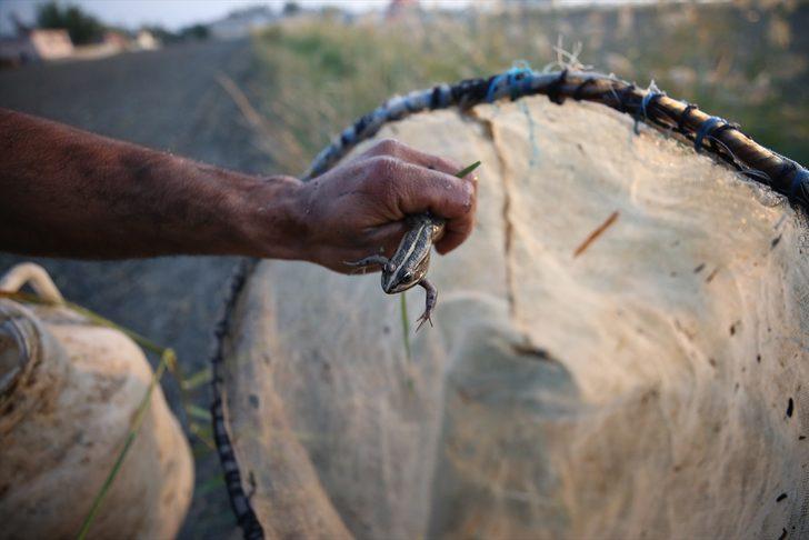 Türkiye'de yakalayıp Avrupa'ya ihraç ediyorlar! Günlük kazanç 900 lira G2