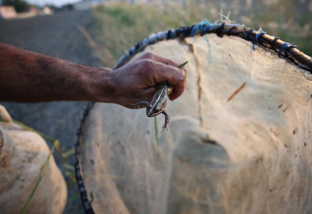 T&uuml;rkiye'de yakalayıp Avrupa'ya ihra&ccedil; ediyorlar! G&uuml;nl&uuml;k kazan&ccedil; 900 lira