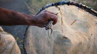 Türkiye'de yakalayıp Avrupa'ya ihraç ediyorlar! Günlük kazanç 900 lira