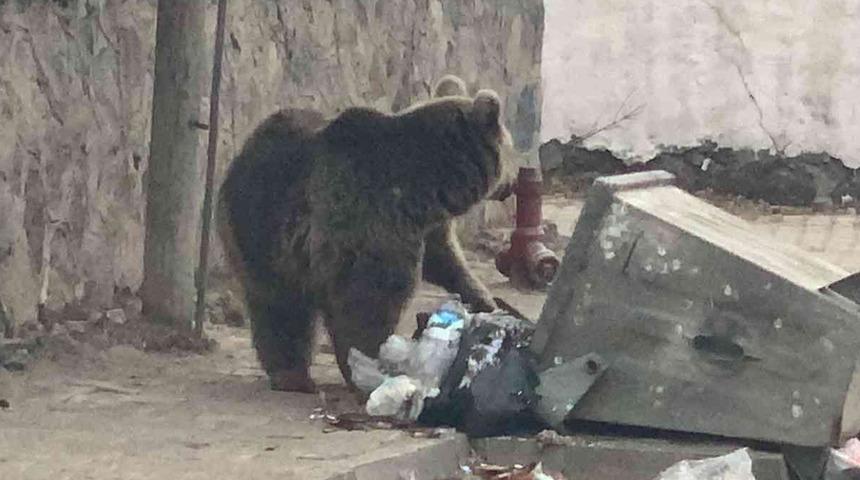 Şehir merkezine ayı indi