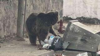 Şehir merkezine ayı indi