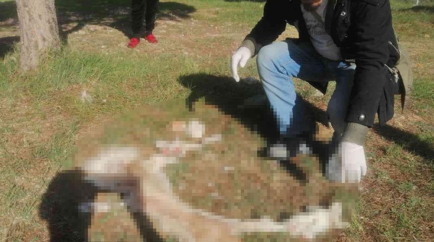 Aydın'da vahşet! Köpeğin derisini yüzüp yol kenarına attılar