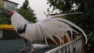 Japonya'dan getirilen kayıp horoz bakın nerede bulundu