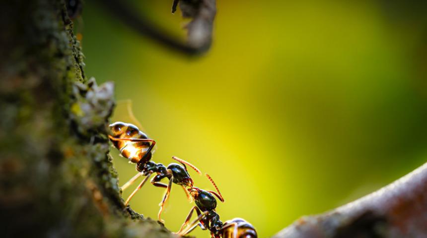 Tek tek analiz edildi! Karıncaların neden ''öpüştüğü'' belli oldu