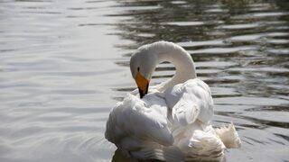 Terkedilen kuğu için seferber oldular! Eş aranıyor