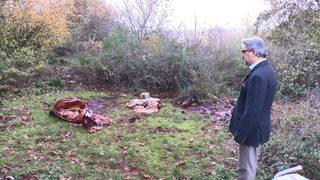 Sarıyer'de orman içinde kesilmiş atlara ait parçalar bulundu! Korkunç şüphe