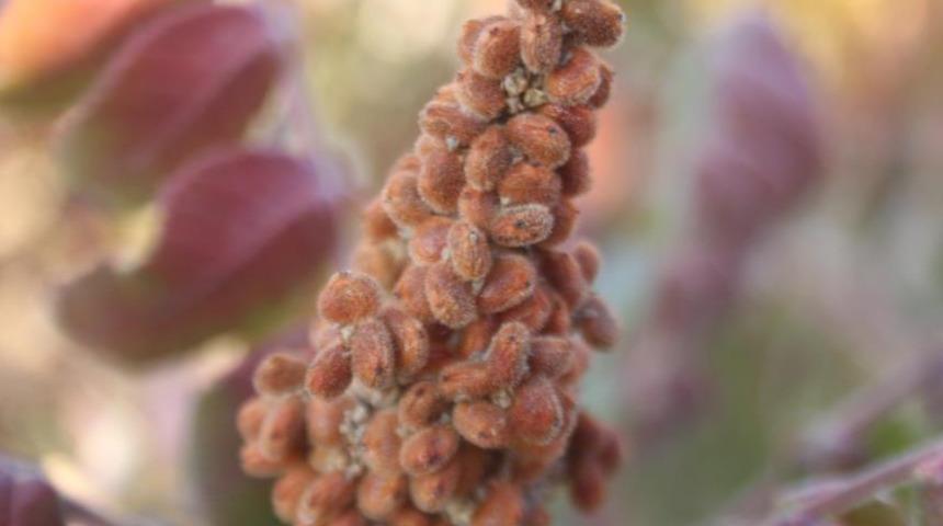Bu ağacın suya ihtiyacı yok, kendi kendine gelişiyor! 10 tane dikti yüzde 200 verim aldı