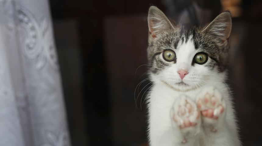 Bir ülkede kedilere sokağa çıkma yasağı getirildi! Nedenini duyan şaşırdı