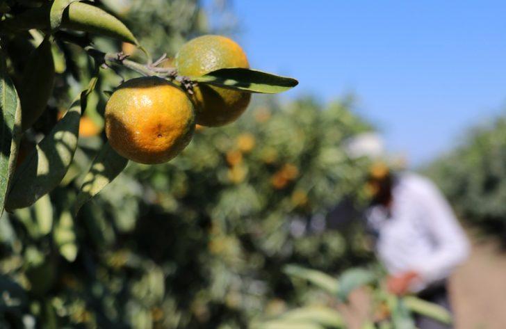 Günlük 124 liraya çalışacak işçi bulamıyorlar! "Suriyeliler olmasa Türkiye’de tarım biter" G3