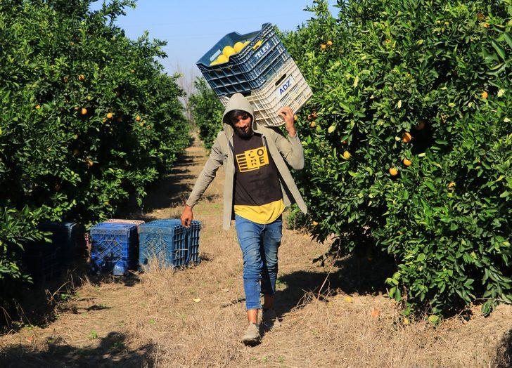 Günlük 124 liraya çalışacak işçi bulamıyorlar! "Suriyeliler olmasa Türkiye’de tarım biter" G4
