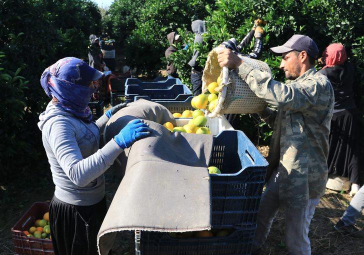 Günlük 124 liraya çalışacak işçi bulamıyorlar! "Suriyeliler olmasa Türkiye’de tarım biter" G5
