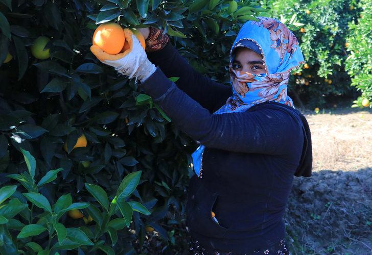 Günlük 124 liraya çalışacak işçi bulamıyorlar! "Suriyeliler olmasa Türkiye’de tarım biter" G2