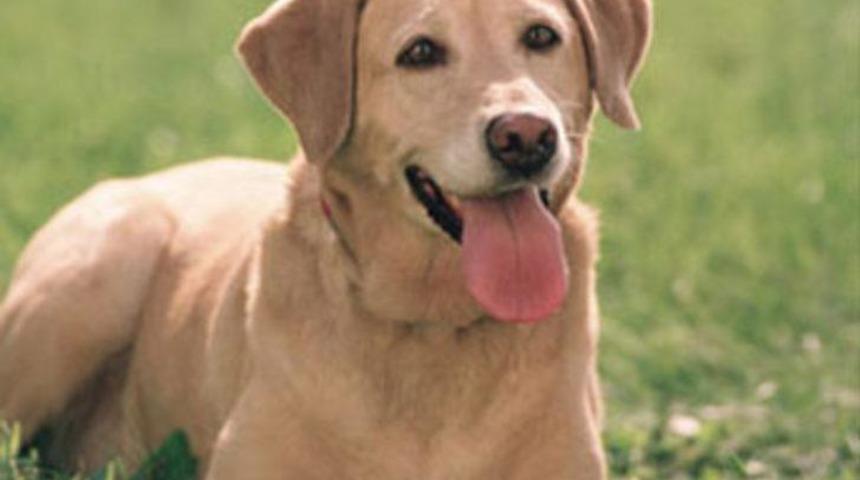 Kanser teşhisinde etkili yöntem köpek burnu