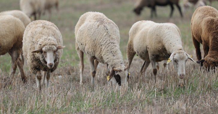mavi dil hastaligi nedir oldurur mu mavi dil hastaligi belirtileri neler bulasici mi saglik haberleri