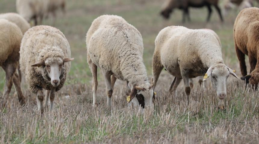 Mavi dil hastalığı nedir, öldürür mü? Mavi dil hastalığı belirtileri neler, bulaşıcı mı?