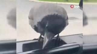 Sultangazi'de ilginç anlar! Aracının camına konan kargayla muhabbeti gülümsetti
