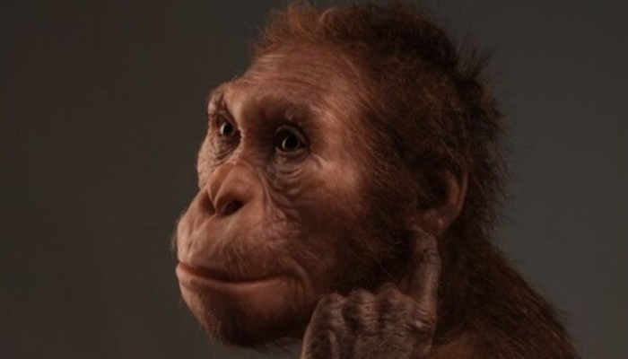 İnsanlığın ilk atalarına dair keşif! Milyonlarca yıl önce yaşıyorlardı: Maymun gibi tırmanıyorlar ve insan gibi yürüyorlardı