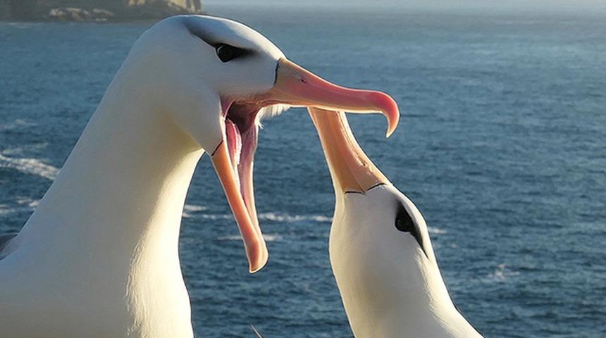 İklim değişikliği eşine en sadık t&uuml;rlerden 'albatroslarda boşanmaları artırdı'