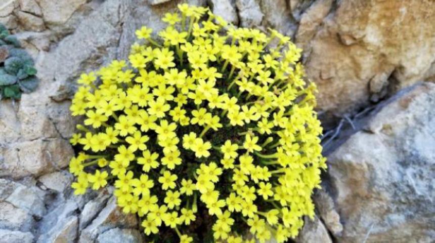 Sadece Antakya dağlarında yetişiyor! Güzel-Zeynep Işık Çiçeği dünya literatürüne girdi: Dünyanın hiçbir yerinde yok